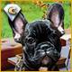 Download My Lovely Pets Collector's Edition game